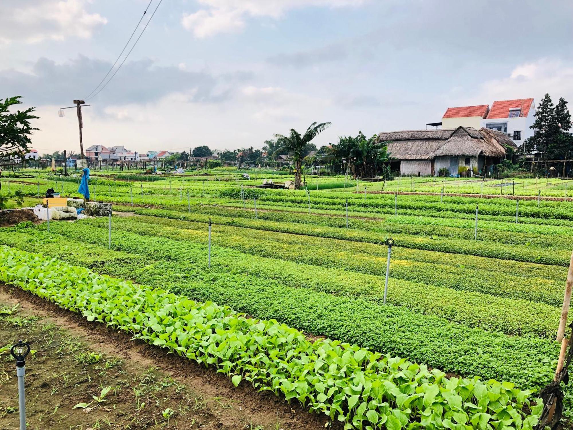 Snow Pearl Homestay Hoi An Bagian luar foto